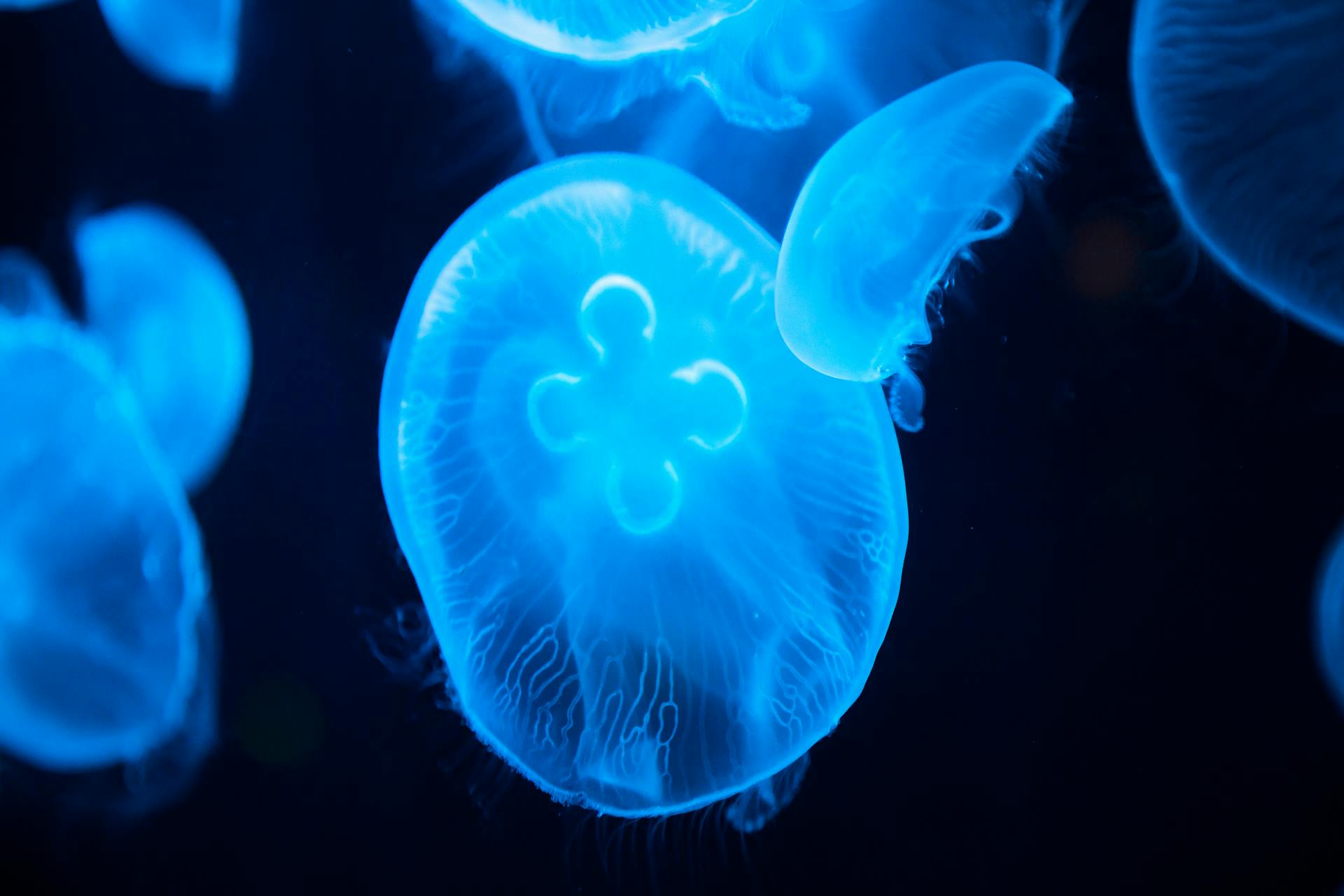jelly fish